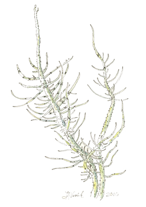 Lichen: Usnea